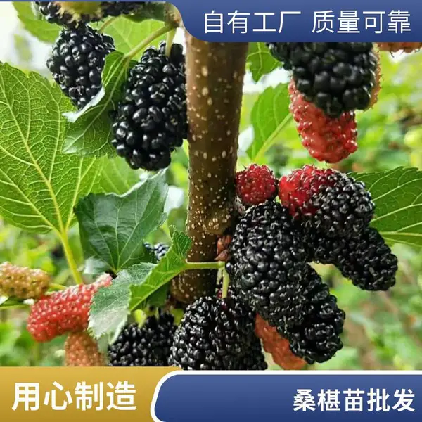 大量批发四季果桑苗 口感酸甜 桑葚苗桑树苗观赏
