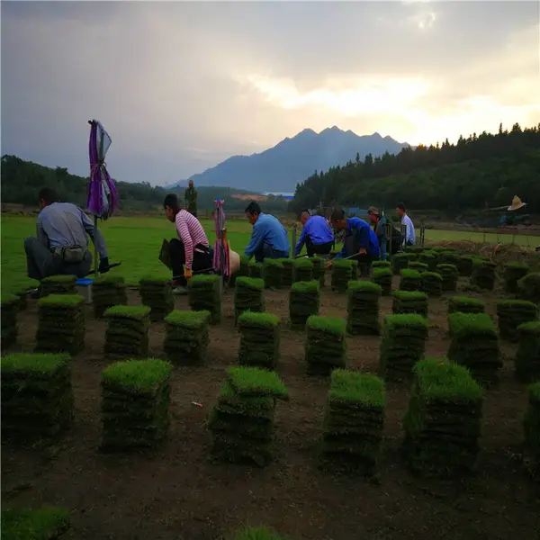 江西上饶草坪基地真心诚信
