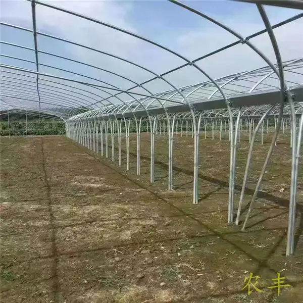 河南洛阳玫瑰连体大棚钢架防锈 薄膜连栋大棚 阳光玫瑰葡萄大棚