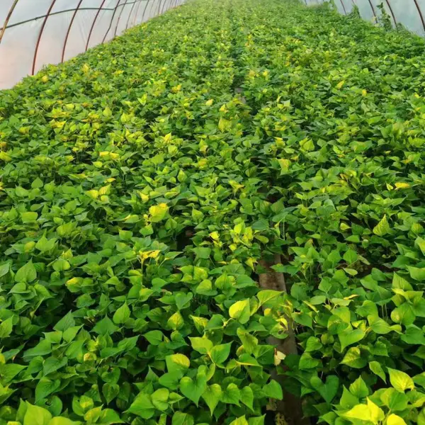 澳顺脱毒红薯苗基地西瓜红红薯苗 大量供应优质地瓜苗