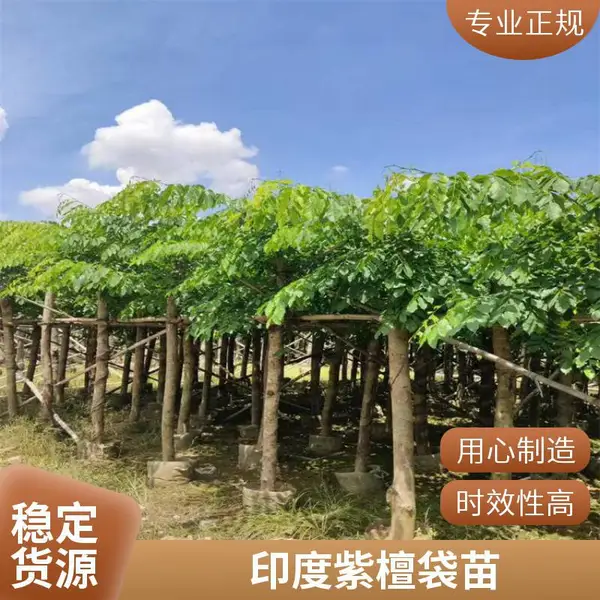 印度小叶紫檀移植苗 印度紫檀树假植苗 小叶紫檀