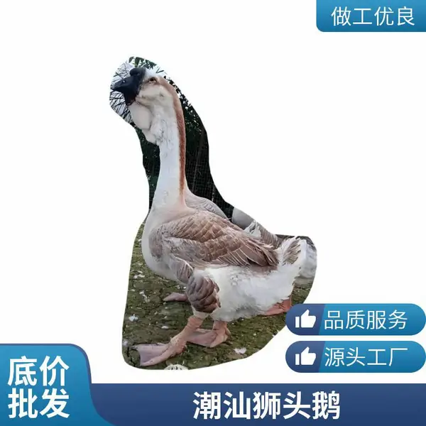 一手三鸟狮头鹅正宗广东潮汕汕头澄海狮头鹅特大鹅厂家直销冷链物流