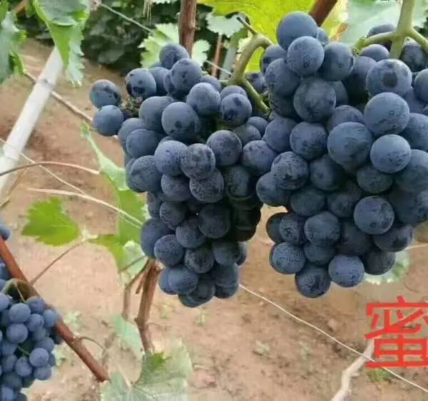 �۹�������