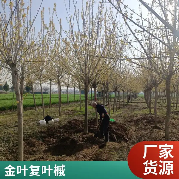 基地出售金叶复叶槭别名金叶梣叶槭移植苗 景区庭院园林绿化工程苗