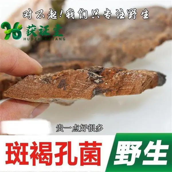 斑褐孔菌层卧孔菌获证堂药业 灵芝批发大卖场