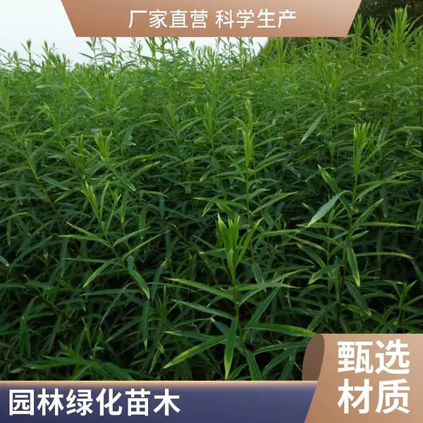 多年生宿根花卉观赏草重金属柳枝稷 护坡固土荒山造景工程苗