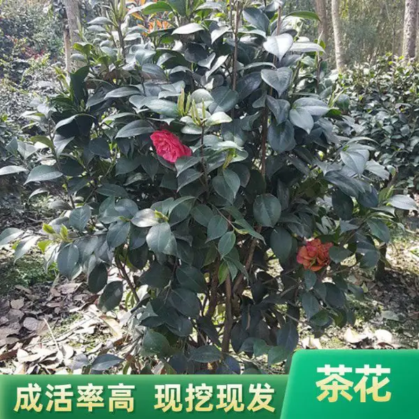 基地批发茶花苗 红花茶花树苗 庭院绿化规格齐全