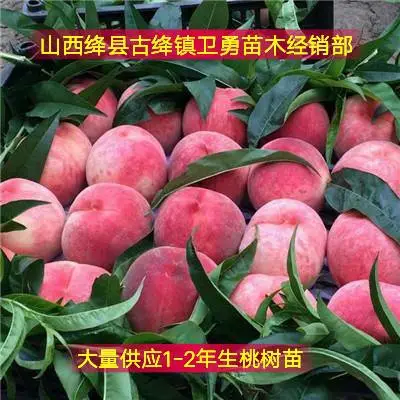 山西桃树苗产地 红不软桃树苗 珍珠枣油桃树苗大量供应