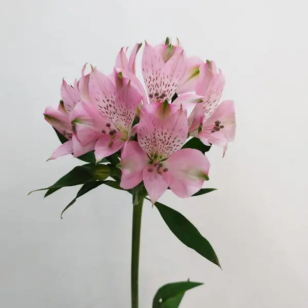 鲜切花进口报关清关,鲜花空运进口代理,机场报关行