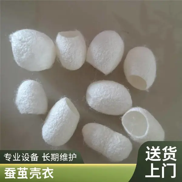 中药材 蚕茧壳 蚕丝 冷背 白蚕衣批发 美容茧 削口蚕衣 无增重 干蚕衣