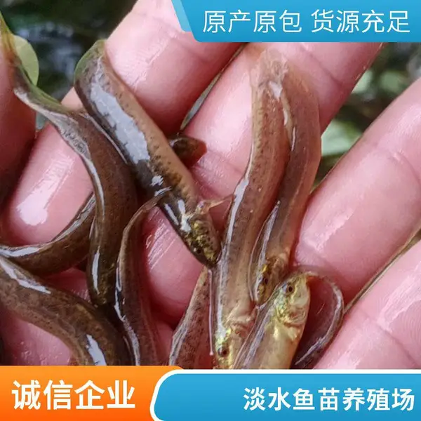 乌鱼苗泥鳅苗规格全 山东泰安本地黑鱼苗泥鳅鱼苗养殖场