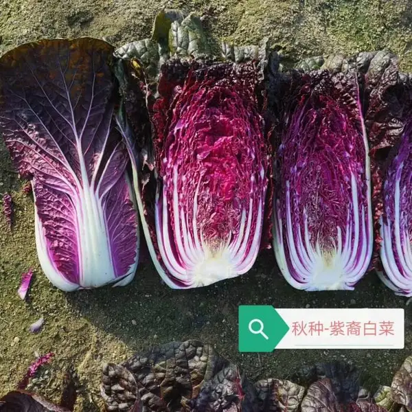 杂交一代紫白菜紫裔