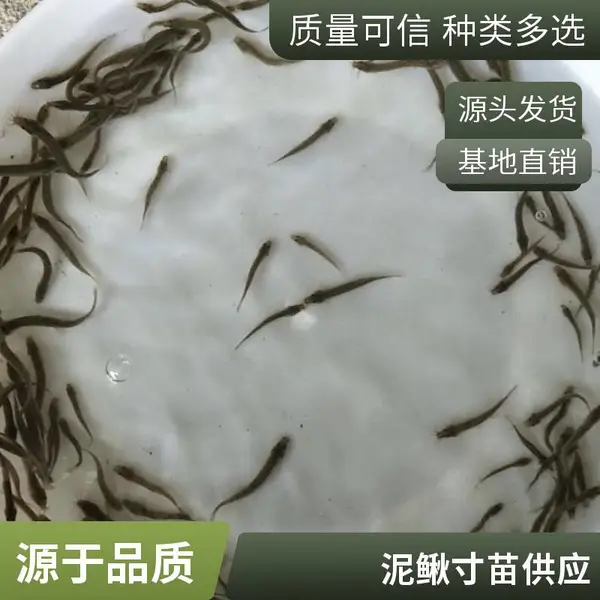 泥鳅苗批发河南郑州养殖场鱼苗泥鳅水花支持物流直发