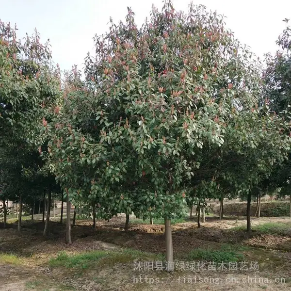 红叶石楠树苗价格 6公分7公分 润绿