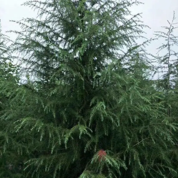 大量出售1-10米的雪松,四季常绿哦,成都基地,