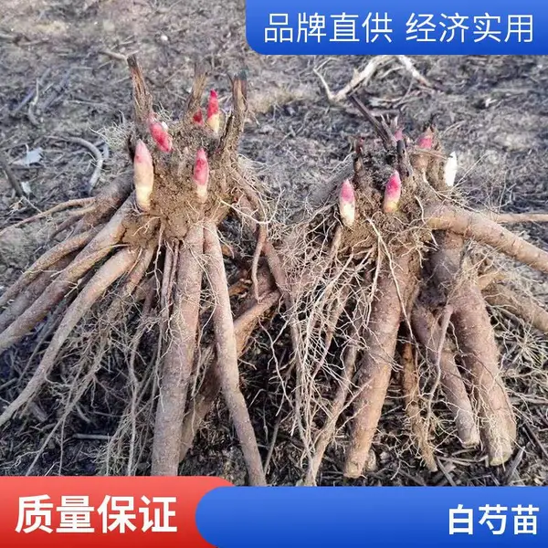 赤芍苗种植流程白芍种子 芽头新鲜 药材种子 五方九如