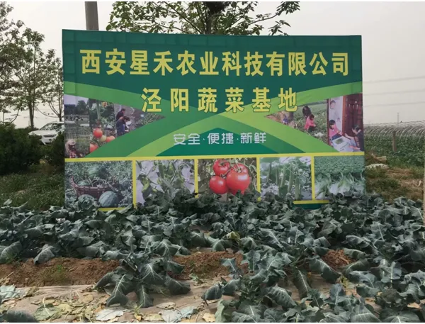 西安新鲜蔬菜配送