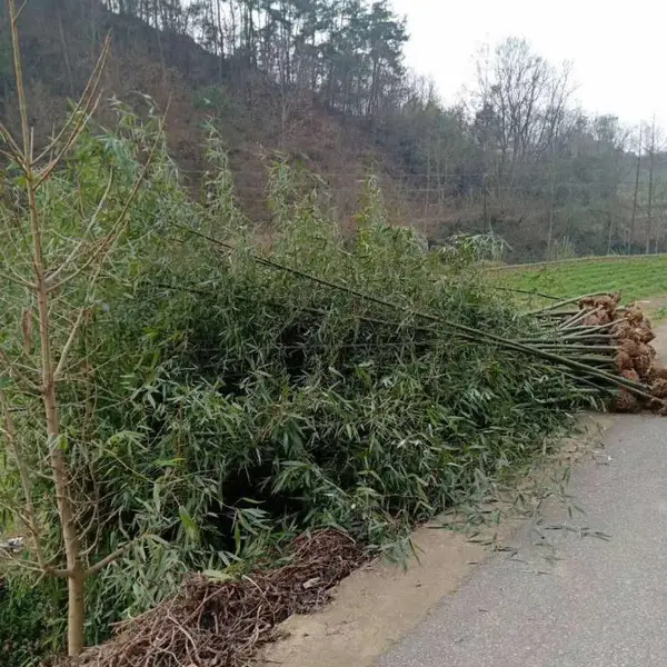 竹子种植基地竹子价格批发 价格实惠