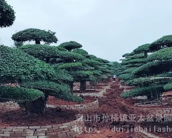 15公分对节白蜡-20公分造型白蜡-25公分单杆对节白蜡树-30公分丛生大树