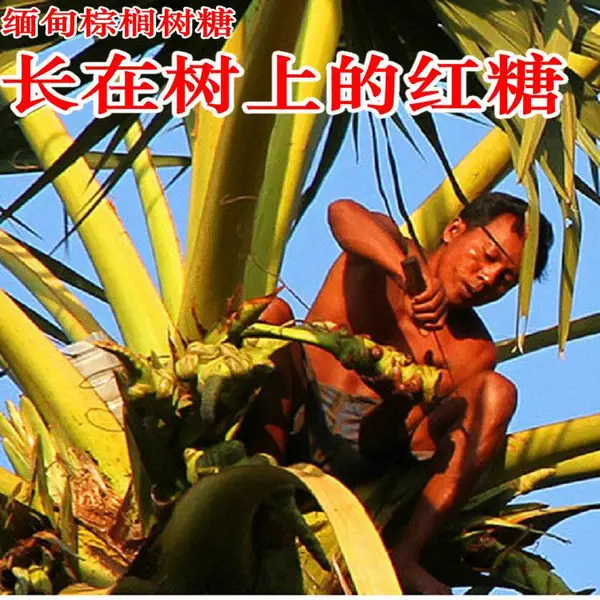 彝山香长期批发棕榈树糖椰糖棕榈糖缅甸特产白糖