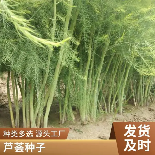 北京平谷鑫航育 6 号芦笋种子 无性系杂交一代 基地直供包邮京郊种籽