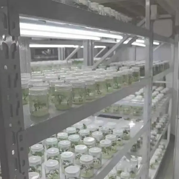 供应农科院中华淀粉王一号红薯苗,***格低,江豪薯业规模大,品种全,质量好。