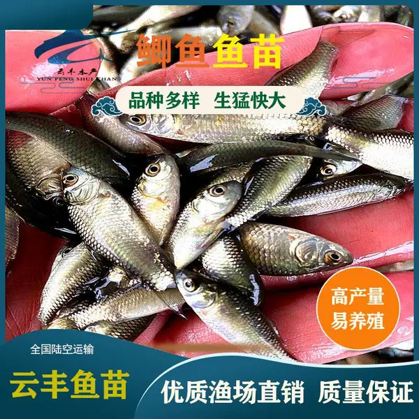 ���������� ������ˮ�� �Ʒ���ֳ��������Ӧ �п�����������