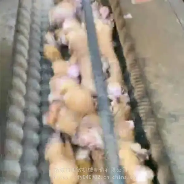 刷洗牛蹄机器 火烧猪脚清洗机 洗羊蹄机器报价 明敏牌1000型头蹄刷洗设备