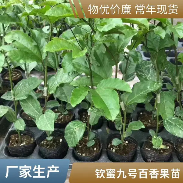 海南黄金百香果苗 优质果新鲜水果满天星 台农 芭乐味百香果苗