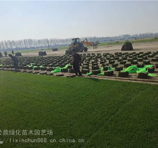 千亩草坪基地出售 四季青草坪混播 黑麦草 高羊茅 狗牙根实际平方产挖