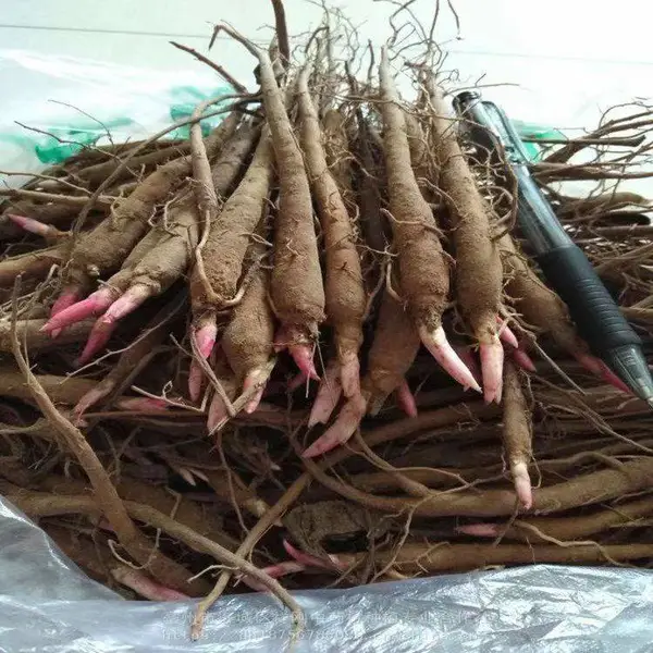 赤芍种子可提供播种参考建议