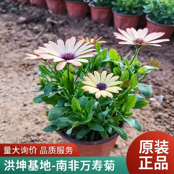 南非万寿菊 蓝目菊供货 基地直销 南非万寿菊哪 里买 万寿菊批发
