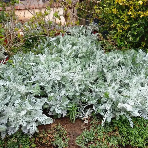 基地批发银叶菊 种植基地 宿根植物 长势快 容器苗地被栽植绿化苗
