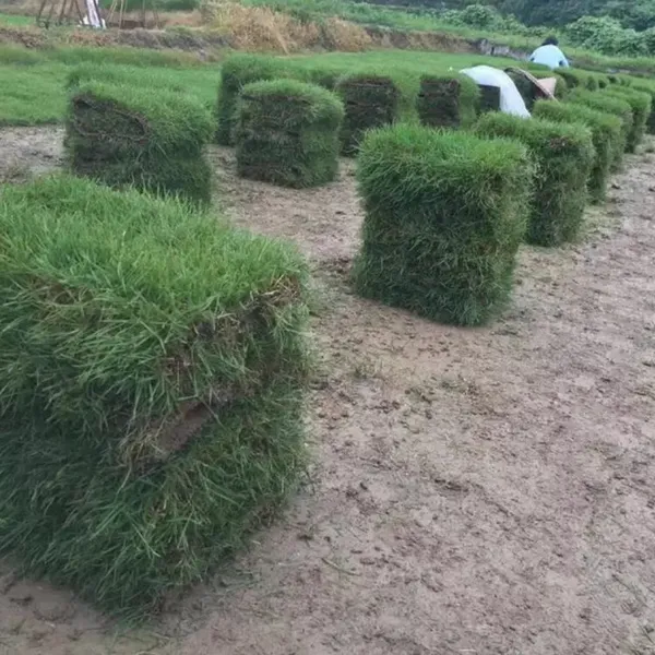 马尼拉草坪 广东湛江庭院绿化用的夏威夷草***格 哪里买