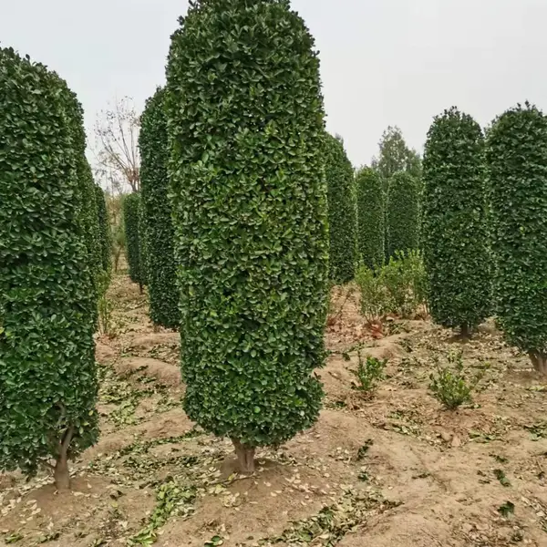 大叶黄杨柱1m-3m基地大叶黄杨球 大叶黄杨苗 大叶黄杨