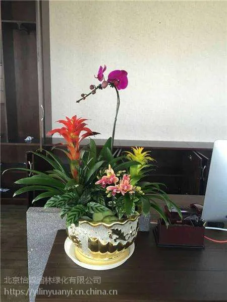 北京绿植销售公司北京绿植租赁