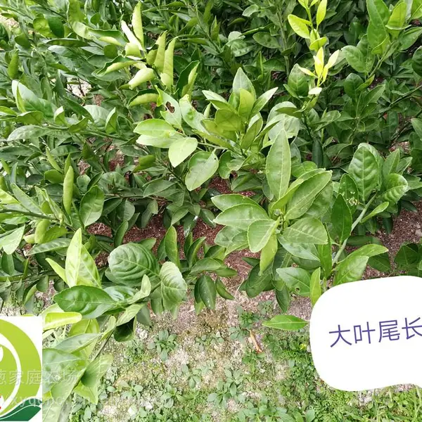 出售桔苗大叶尾张,大叶尾张柑橘苗出售