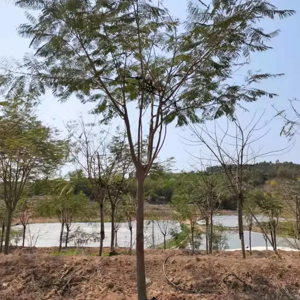 福建绿化工程树凤凰木(红花楹) 大量种植福建漳州全冠凤凰木漳州凤凰基地 凤凰最新价格