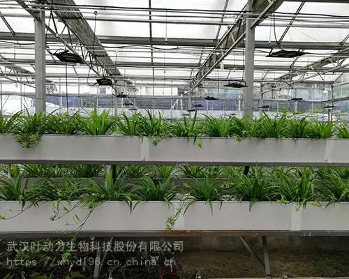 武汉叶动力 植物工厂 植物生长室 项目方案设计 技术指导规划建设