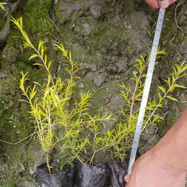 �㽭ǧ���С����أ��������۸߶�25�������ϵĹ�����