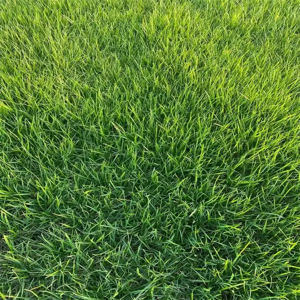 好成活的草坪|供应草皮|花种子