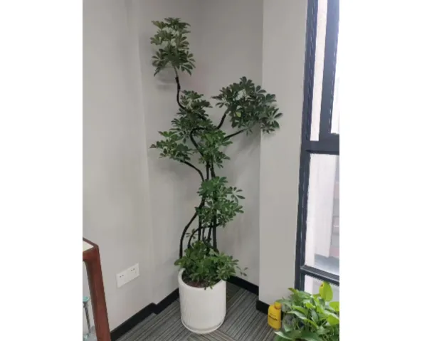 ��������ҵ��ֲ�����ļҺ� �ͻ����� �Ϻ��۷�԰�վ�����ƹ�Ӧ