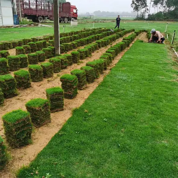 供应四季青草坪草皮 耐践踏 校园工程别墅庭院绿化草坪