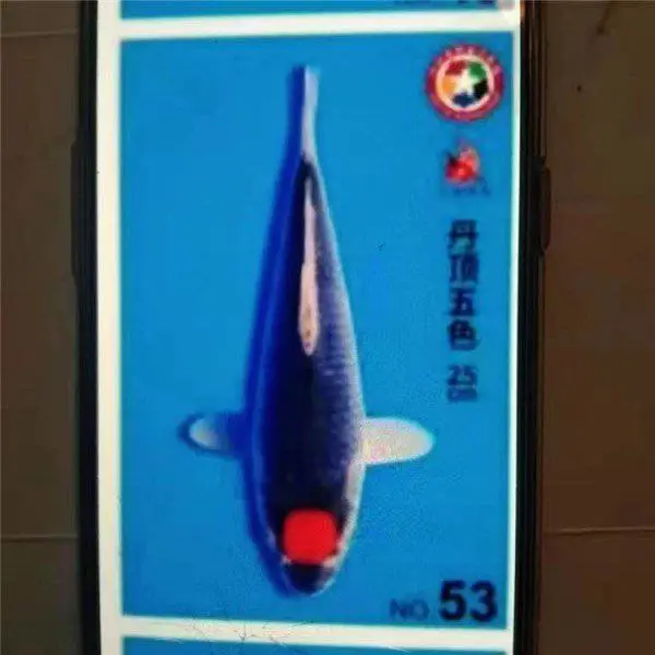 江苏连云港 白写锦鲤 自行繁育 形成种群生产力 大正锦鲤采购