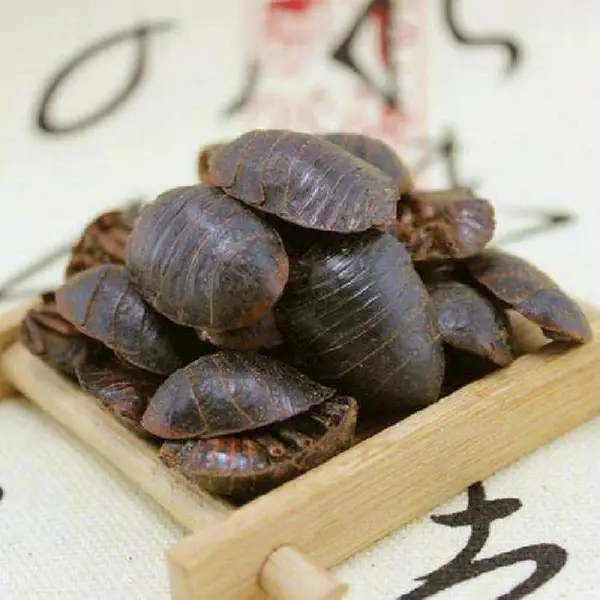 土元提取物10:1 土鳖虫提取物 包邮?公斤起订 沃特莱斯 包邮
