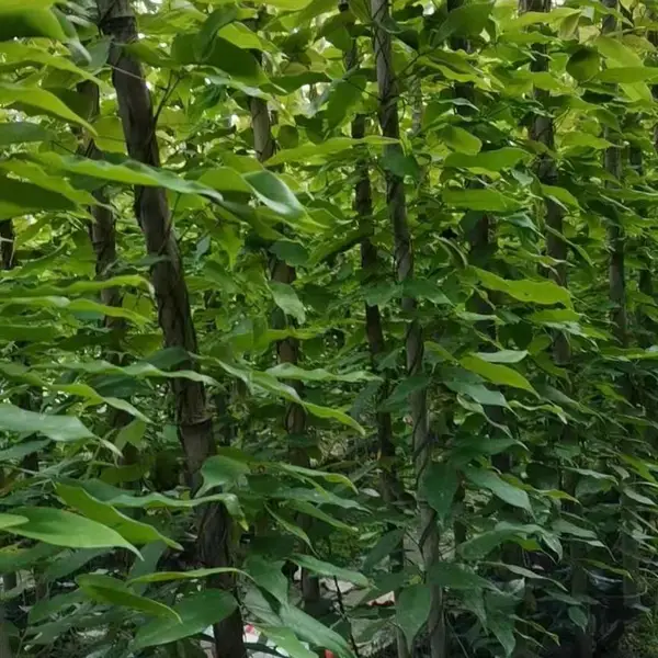 1-2米高的油麻藤小杯苗种植基地 重庆油麻藤***格
