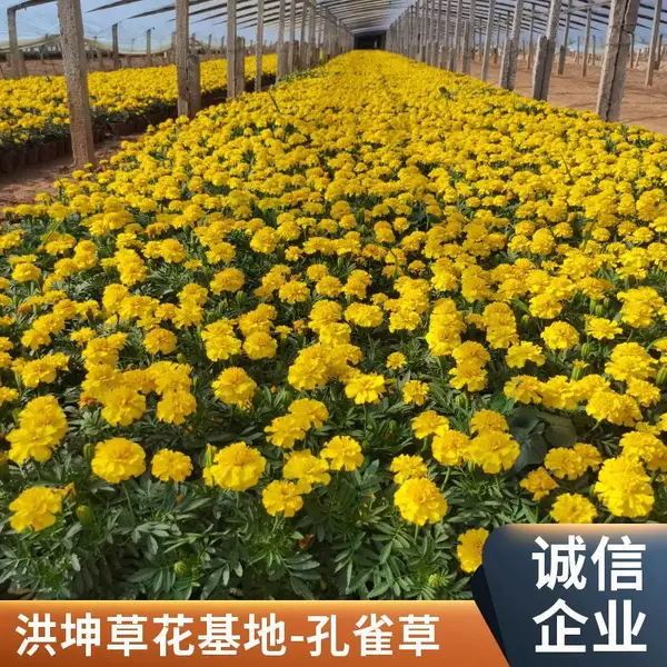 孔雀草 洪坤苗圃供货 山 东花卉基地 孔雀草批发 工程花卉 景区花坛绿化