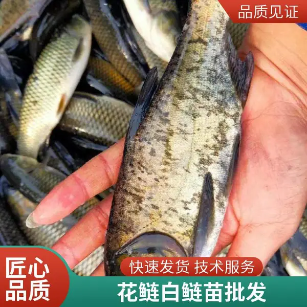 西安当地花鲢白鲢鱼苗养殖场提供放苗指导及后期管理建议