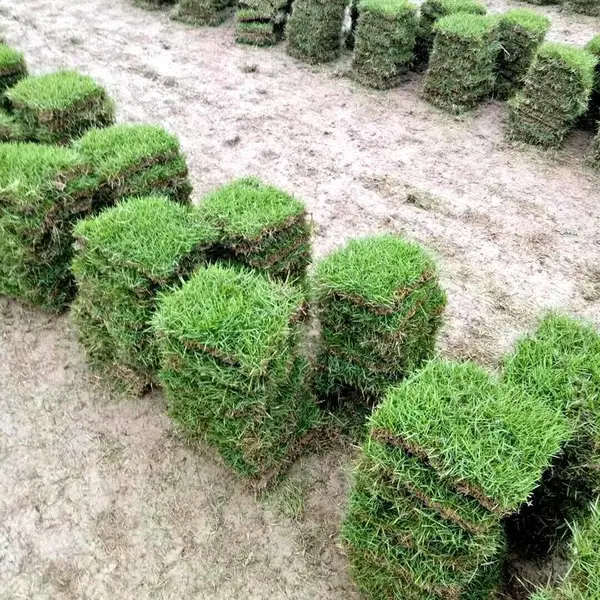 马尼拉草皮 眉山铁路护坡绿化用的四季青草坪出售价格 性价比高