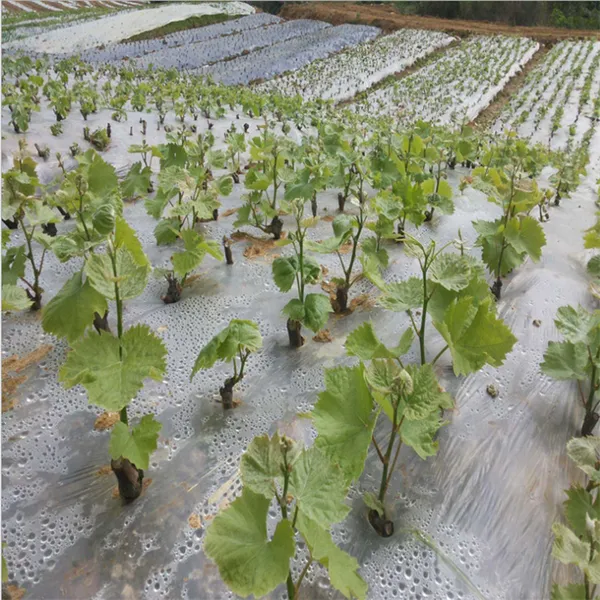 出售葡萄苗、葡萄苗价格、2公分阳光玫瑰葡萄苗 甜蜜蓝宝石葡萄苗